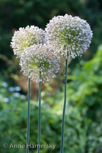 AnneHamersky_09022_Tryon_228