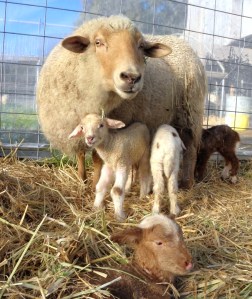 417774_10150542222167843_37738357_n