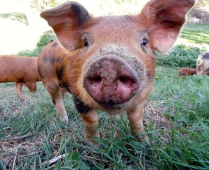 485850_10150837254432843_619840656_n