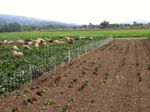 540104_10151371501067843_829572510_n