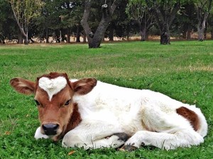 548442_10151783304882843_858211573_n