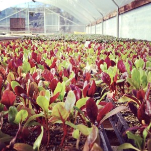 580726_10151216848277843_157037740_n