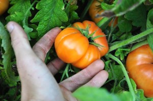 944624_10151599647447843_630783643_n