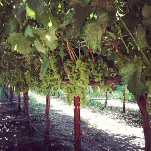 988288_10151601899547843_886754540_n